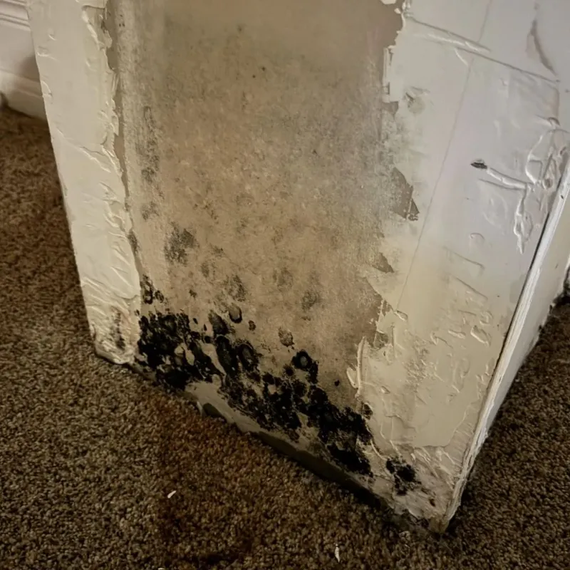 Professional Mold Removal in Beaver, PA